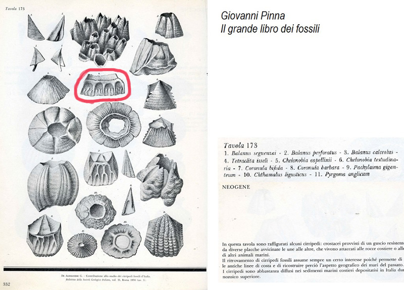 Determinazione fossile